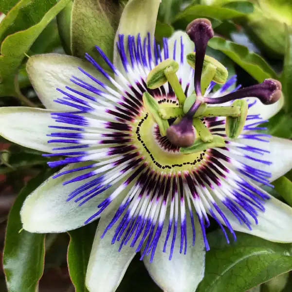 Pasiflora (Passiflora incarnata)