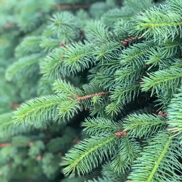 Pino (Pinus pinaster)