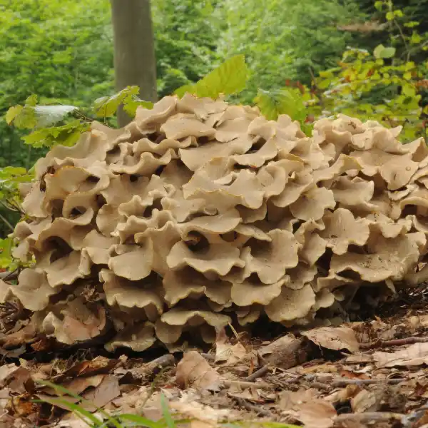 Polyporus (Polyporus umbellatus)