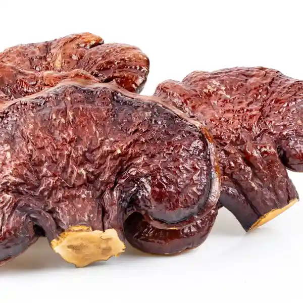 Reishi (Ganoderma lucidum)