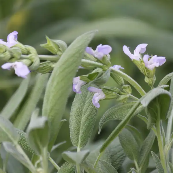 Salvia (Salvia officinalis)