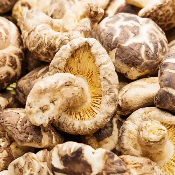 Shiitake (Lentinus edodes)