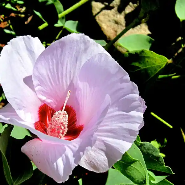 Sturt desert rose (Gossypium sturtianum)