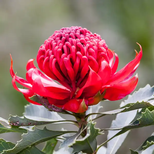 Waratah (Telopea speciosissima)