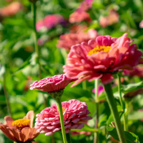 Zinnia (Zinnia elegans)