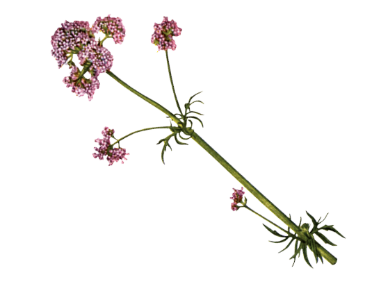 Valeriana