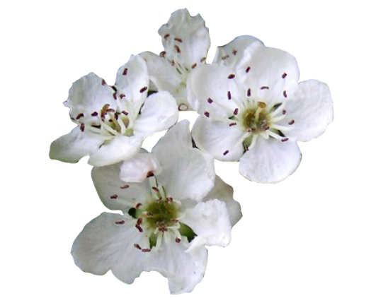 Espino Blanco