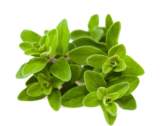 Mejorana