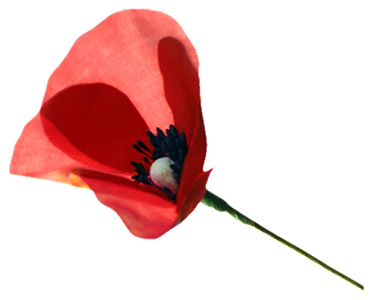 Amapola