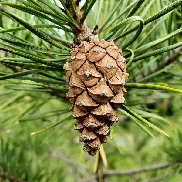 Aceite esencial de pino silvestre