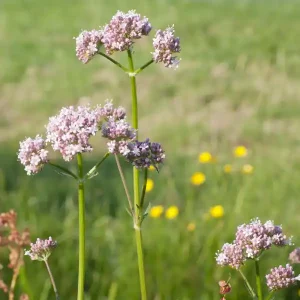 Valeriana (Valeriana officinalis)