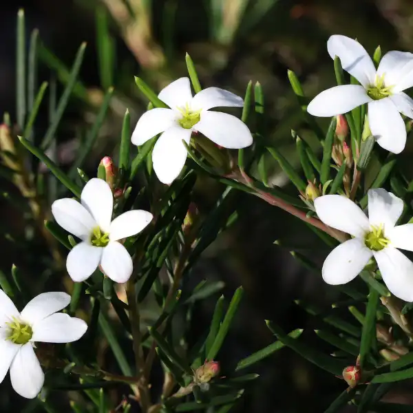 Wedding bush (Ricinocarpus pinifolius)