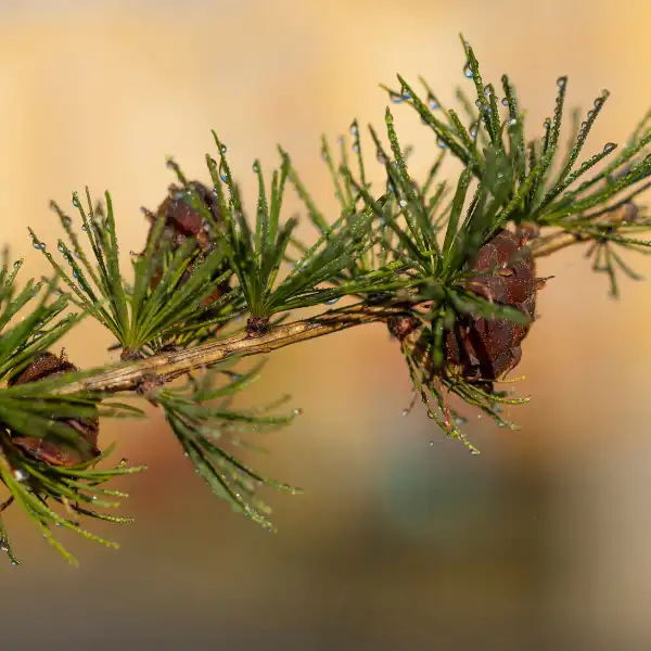 Alerce (Larix decidua)