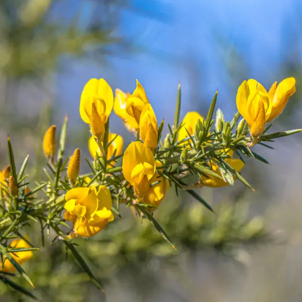 Aulaga (Ulex europaeus)