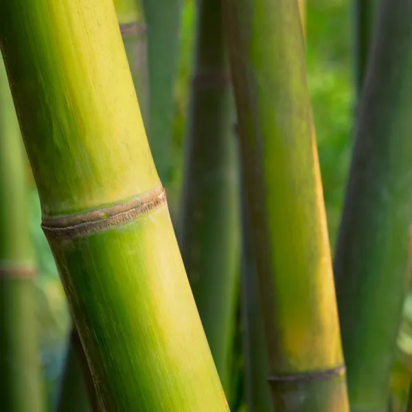 Bambú (Bambusa bambos)