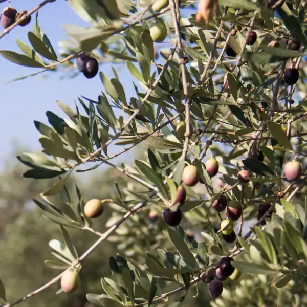 Bonolive (olivo (Olea europaea))