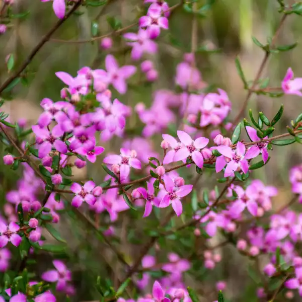 Boronia (Boronia ledifolia)