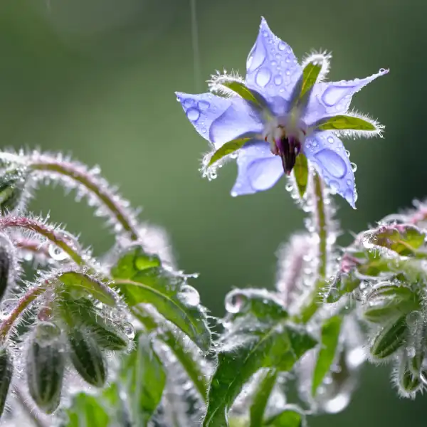 Borraja (Borago officinalis)