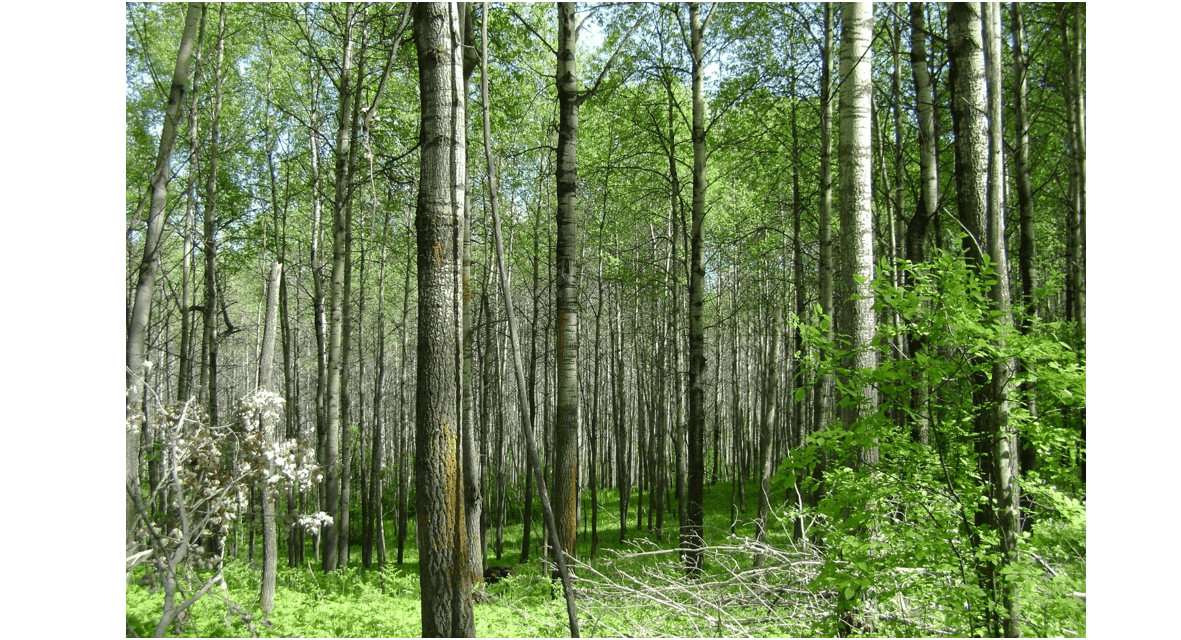 Álamo temblón - Equisalud