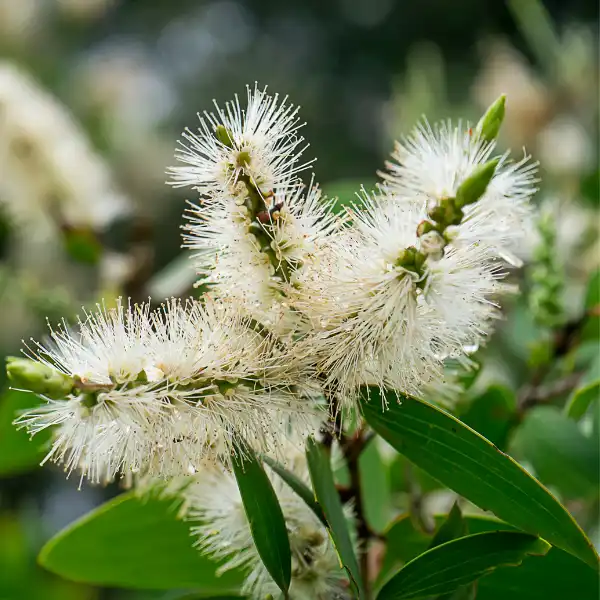 Aceite esencial de cajeput