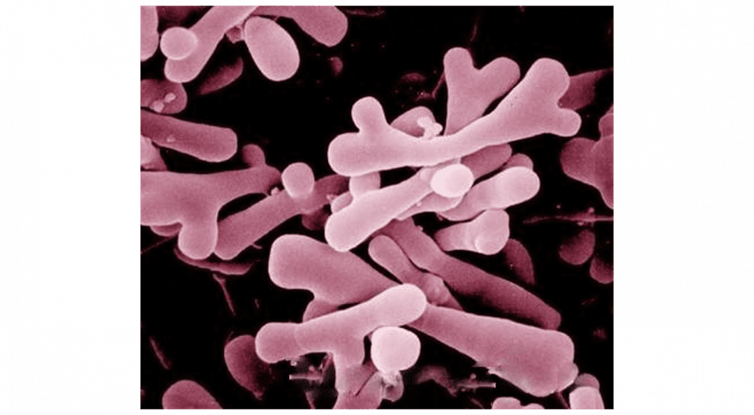 бифидум и лактобактерии. лакто и бифидобактерии препараты для детей. бифидум и лактобактерии. пробиотик флорин форте. бифидум и лактобактерии.