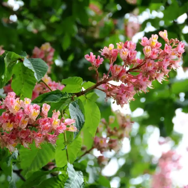 Castaño rojo (Aesculus carnea)