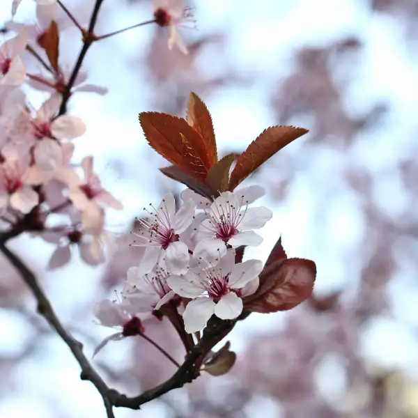 Cerasifera (Prunus cerasifera)