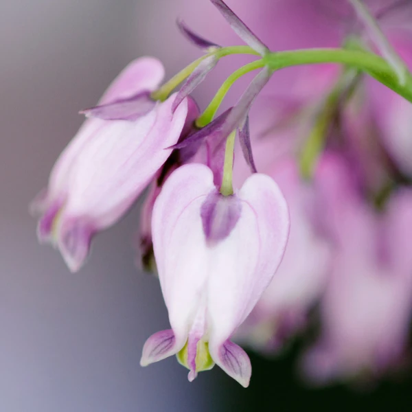 Corazoncillo (Dicentra formosa)