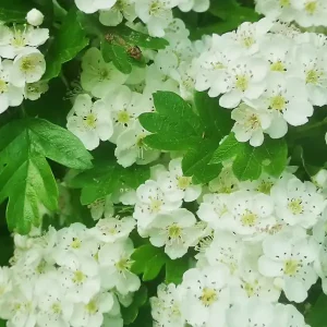 Espino blanco o Crataegus oxyacantha. Componente de origen vegetal