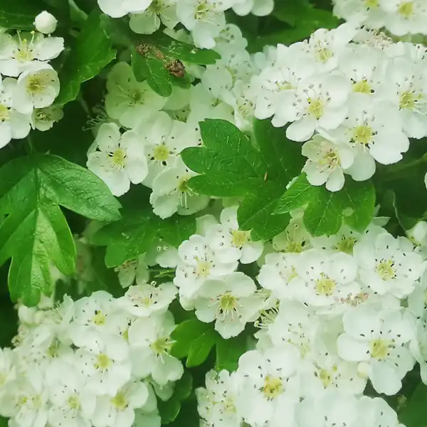 Espino blanco o Crataegus oxyacantha. Componente de origen vegetal