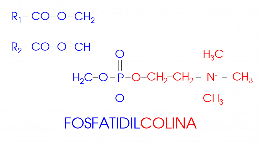 Fosfatidilcolina Equisalud