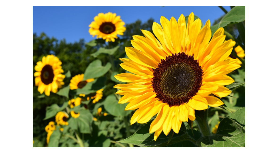 G Rasol Girasol