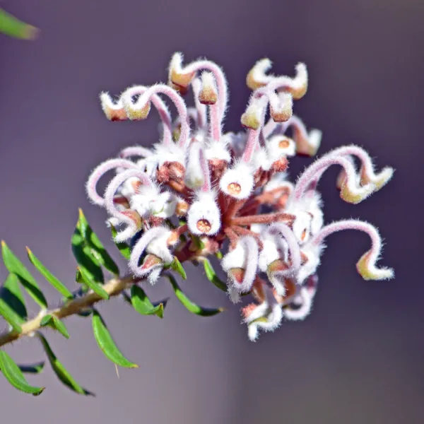 Grey spider flower (Grevillea buxifolia)