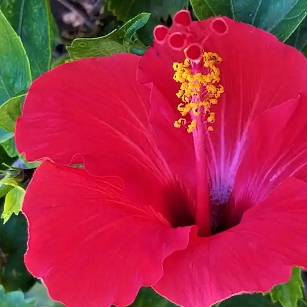 Hibisco (Hibiscus sabdariffa)