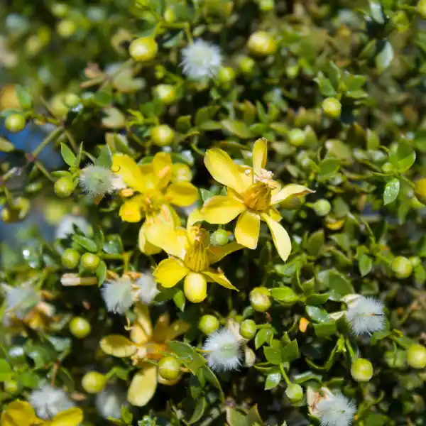 Jarilla (Larrea tridentata)