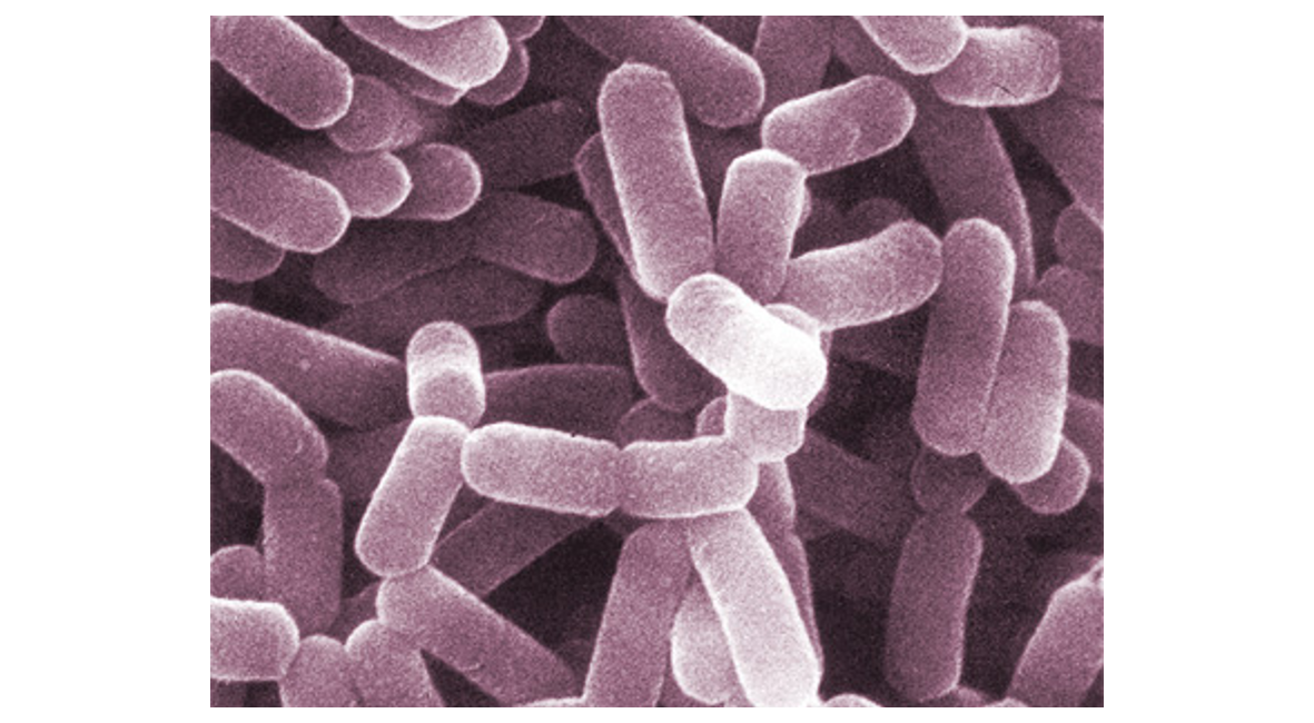 Lactobacillus casei - Equisalud