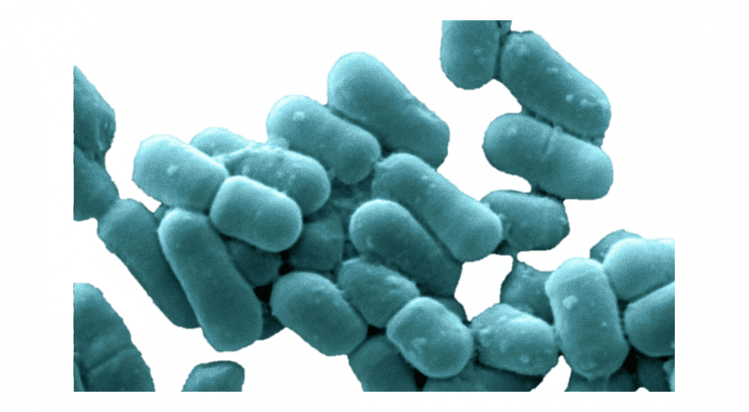 What Is Lactobacillus Fermentum Good For at Vincent Miller blog