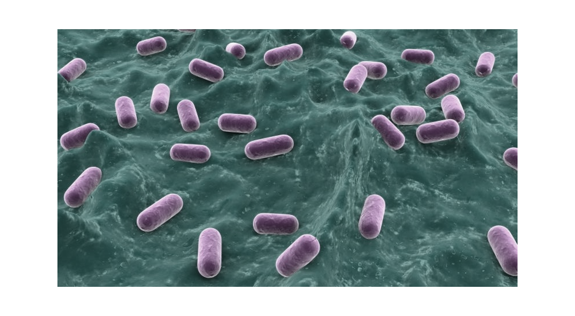 Lactobacillus Gasseri