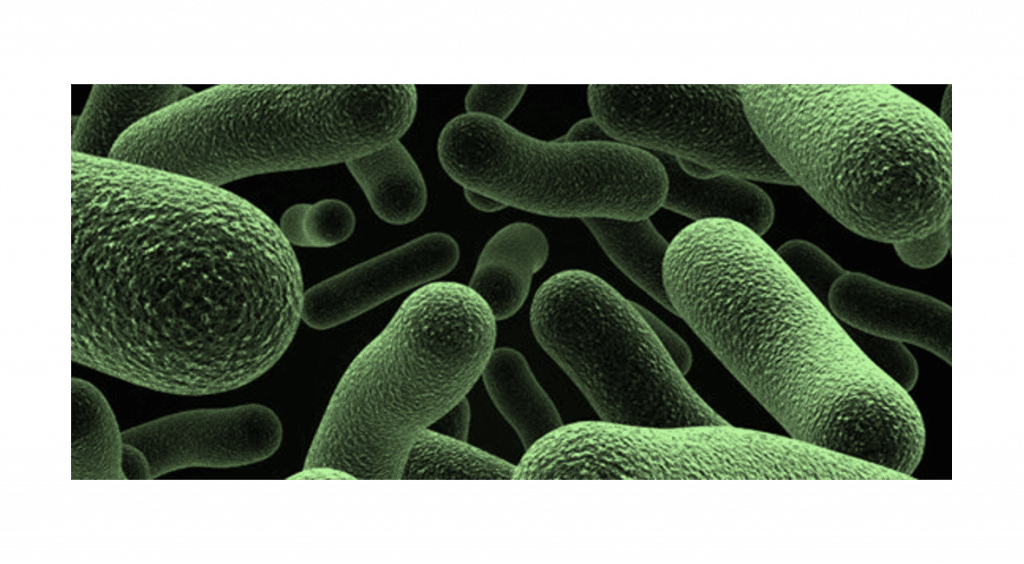 Lactobacillus helveticus Equisalud