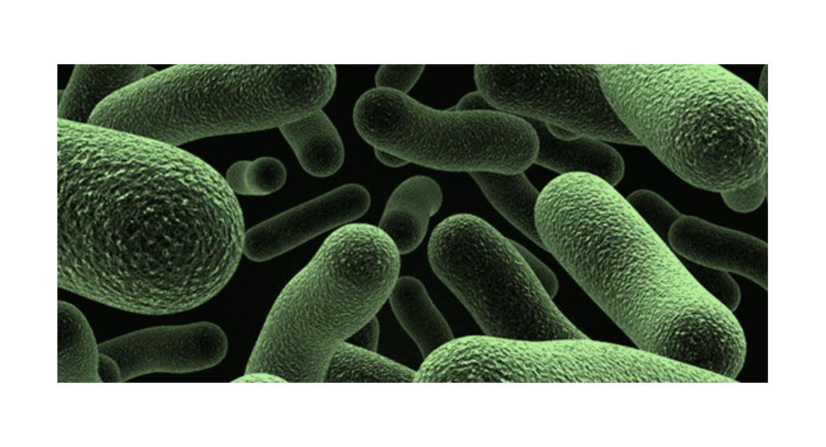 Lactobacillus helveticus Equisalud