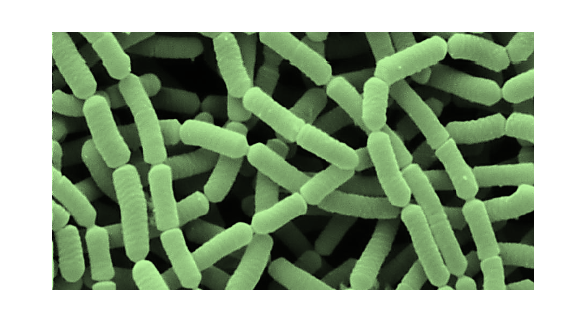 Lactobacillus Rhamnosus Probiotic Review, Uses, Benefits,, 40% OFF