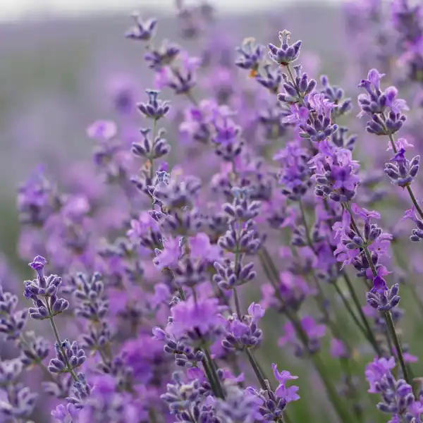 Lavanda (Lavandula angustifolia)