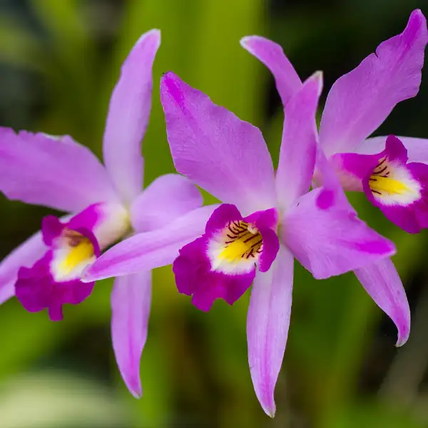 Orquídea del Ser Superior (Laeliocattleya anceps)
