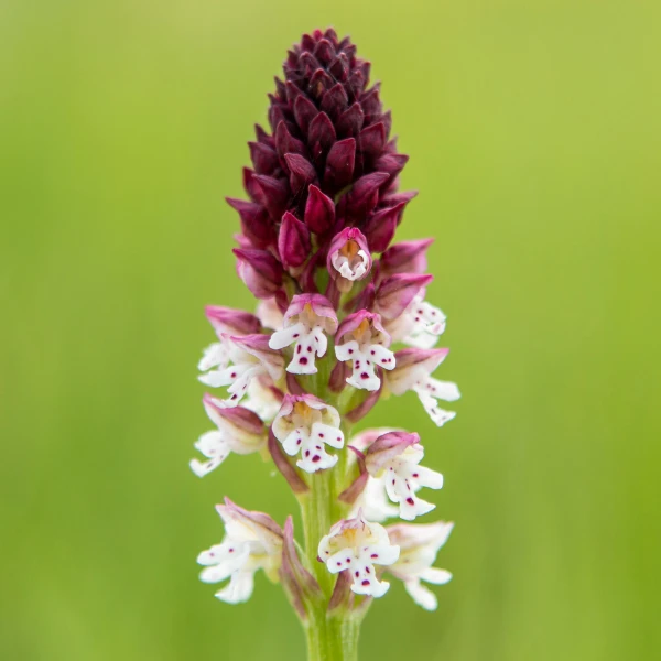 Orquídea quemada (Orchis ustulata)