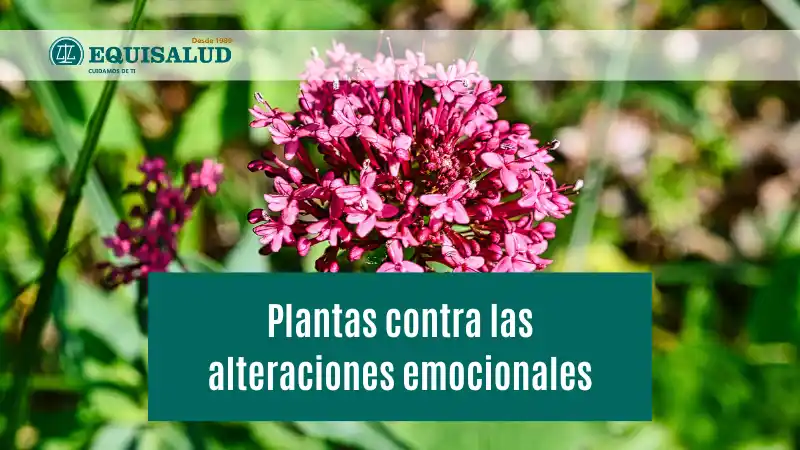 Plantas contra las alteraciones emocionales