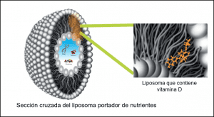 Liposoma