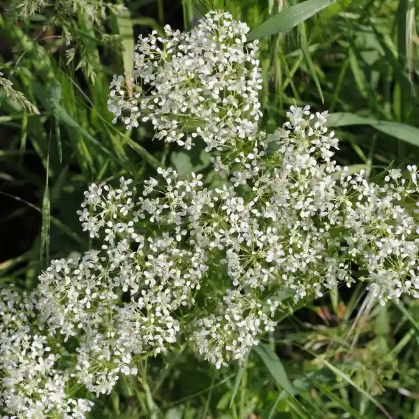 Lepidio (Lepidium latifolium)