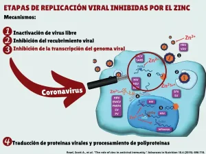 Etapas replicación zinc