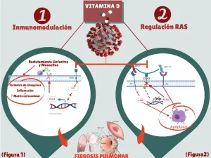 Etapas vitamina D