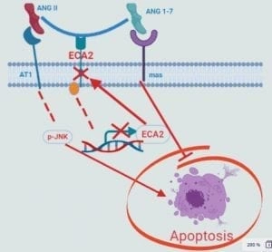 Figura 1 Vitamina D